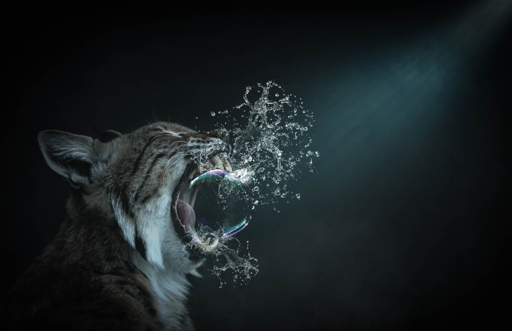 Photo of a mountain lion against a black backdrop bursting a bubble with its teeth. 