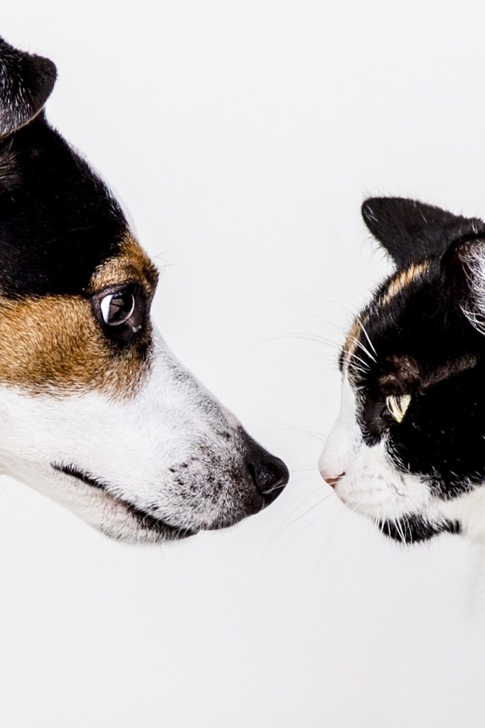 Dog and cat square off. Dog face on left is Jack Russell type. Cat on right is calico. 
Image sourced via Pixabay.