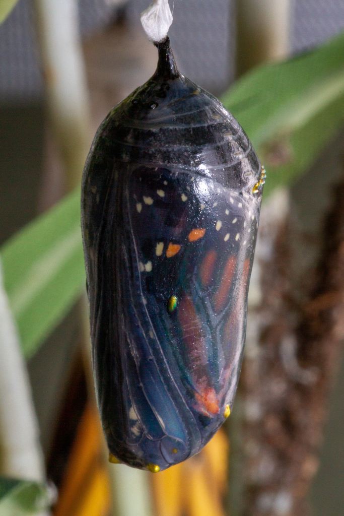 A photo of a monarch butterfly in its chrysalis.
Photo sourced via Unsplash.