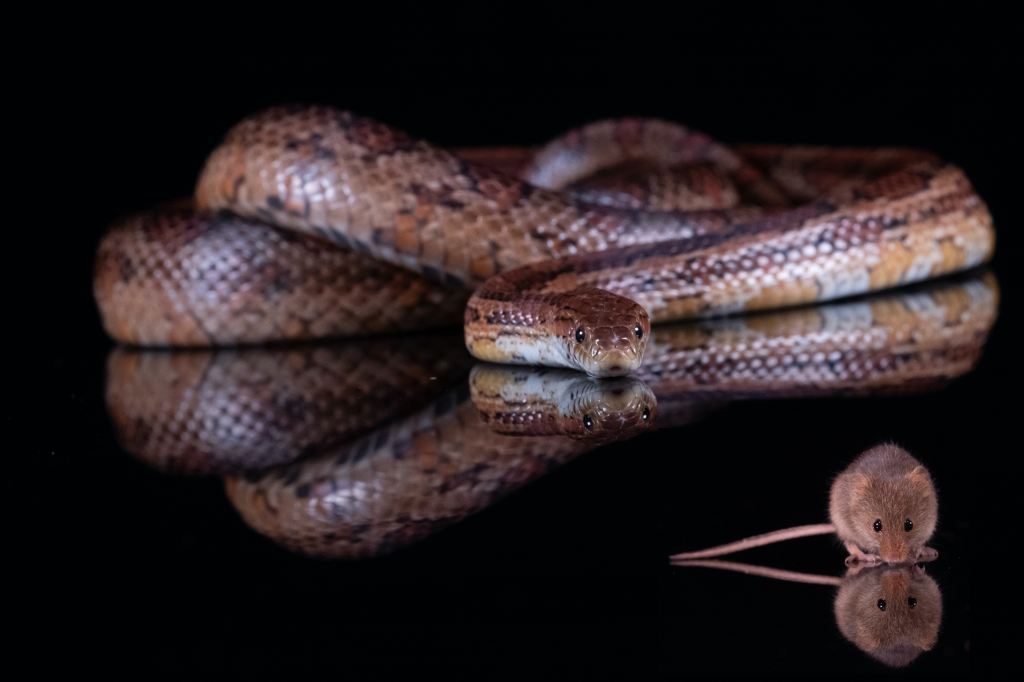 Image of a snake behind a mouse on a black mirror. Image via Unsplash.