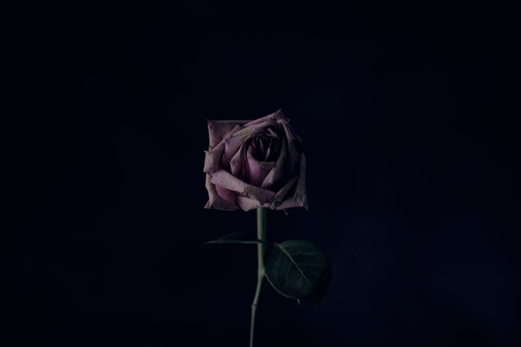 Photo of a dying pink rose against a black background.
